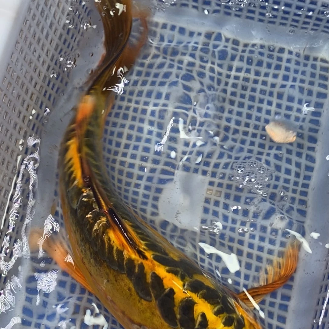 锦鲤冷水锦鲤包邮