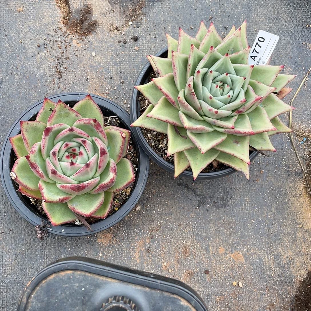 若如东云组拍A770