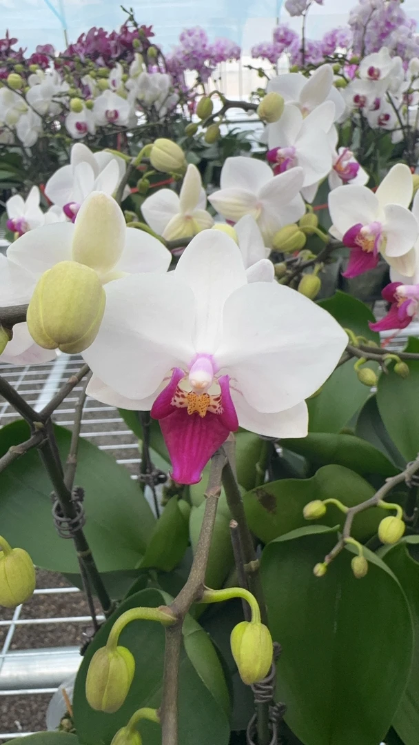小红唇蝴蝶兰鲜花盆栽