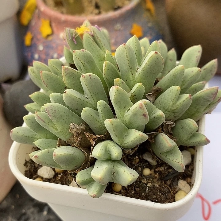 829猪蹄一群985。