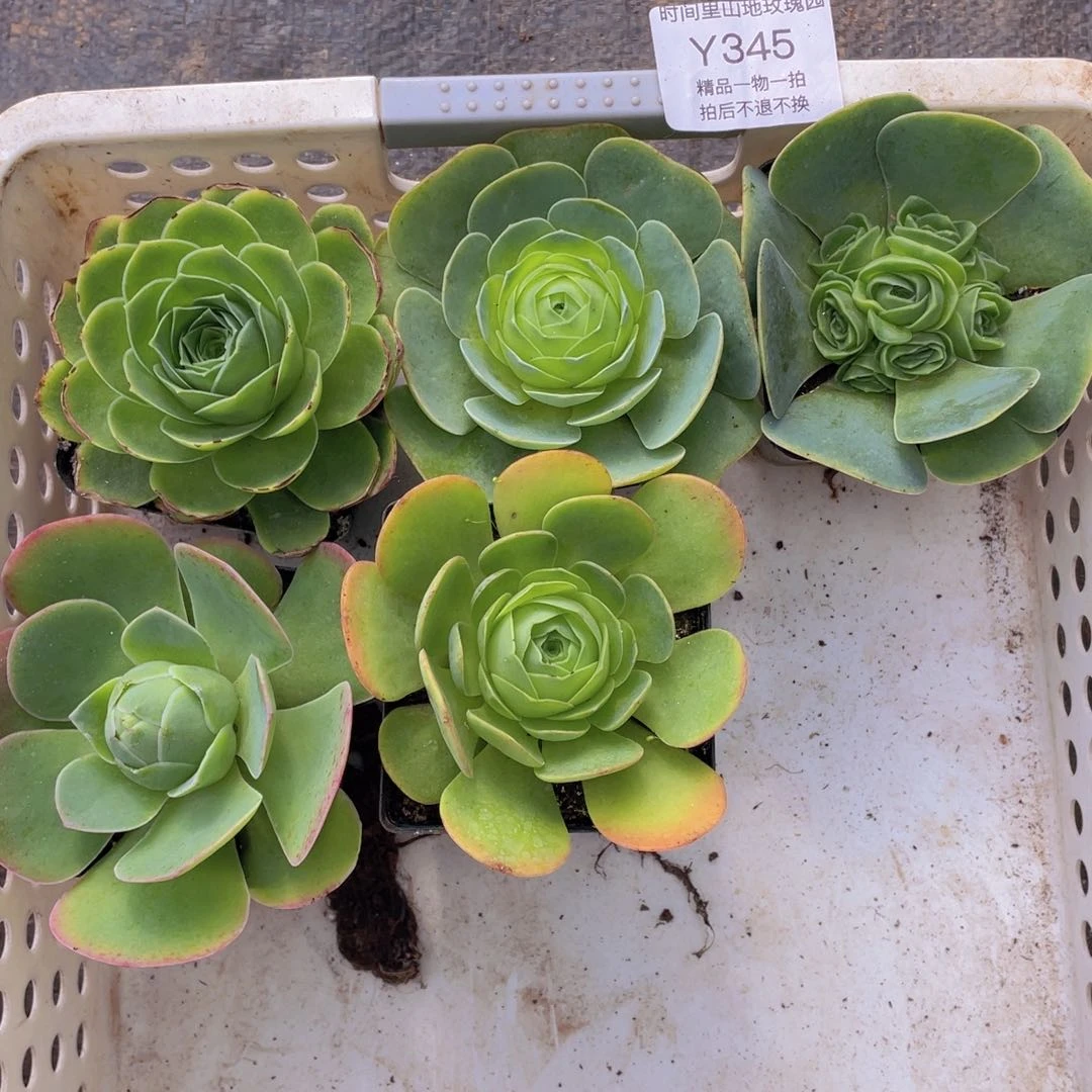 新手套餐多肉345一物一拍