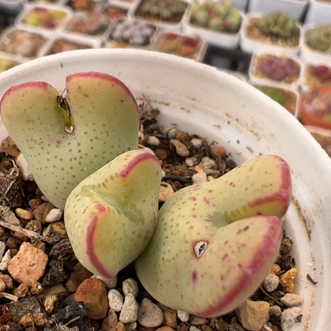 91多肉植物百科知识