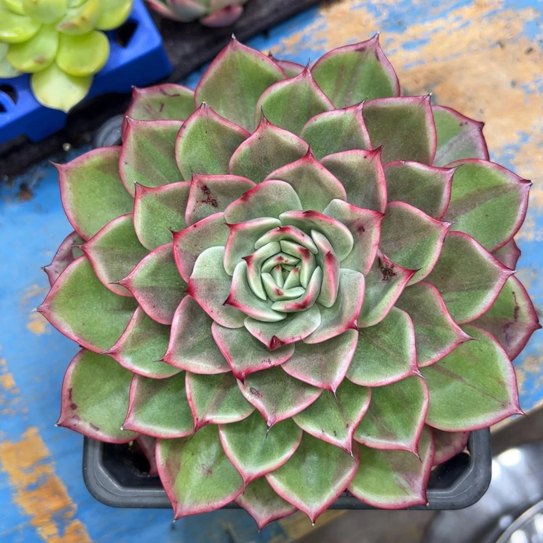 红锦拉丝，多肉植物