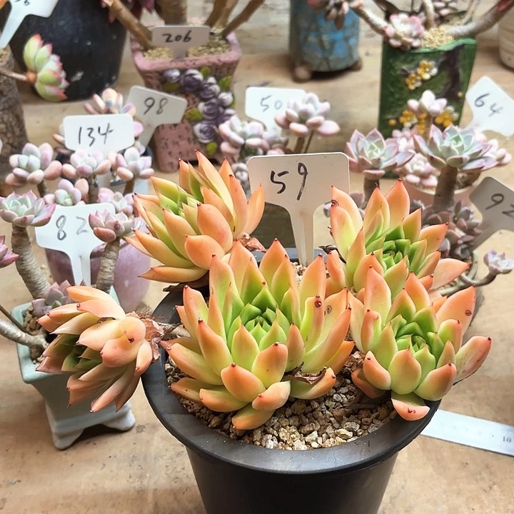 多肉植物，红枫叶59号