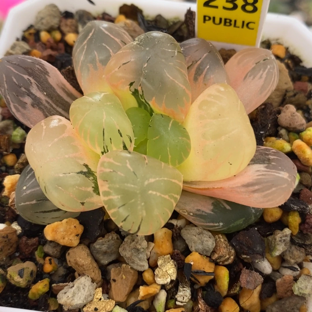 238孔明灯玉露锦一物一拍