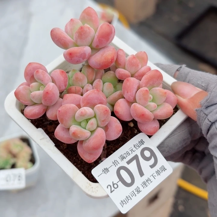 红洛神无盆土发货多肉