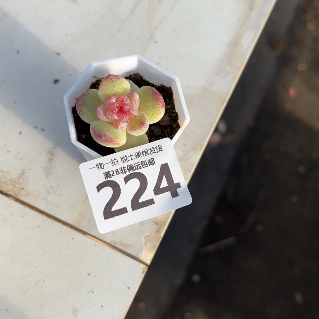 碧焰单头无盆土发货