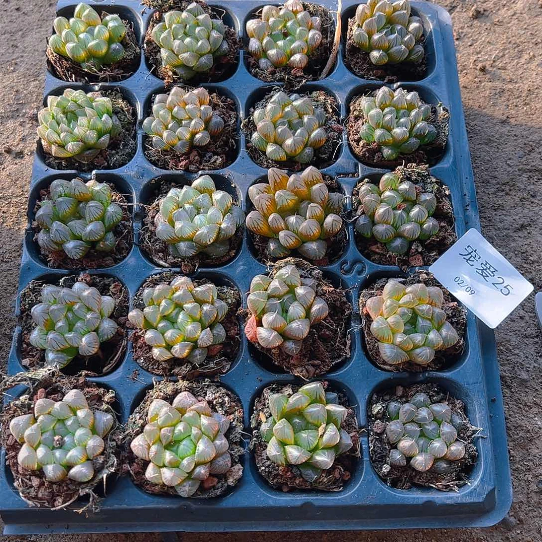 直播福利一物一拍25