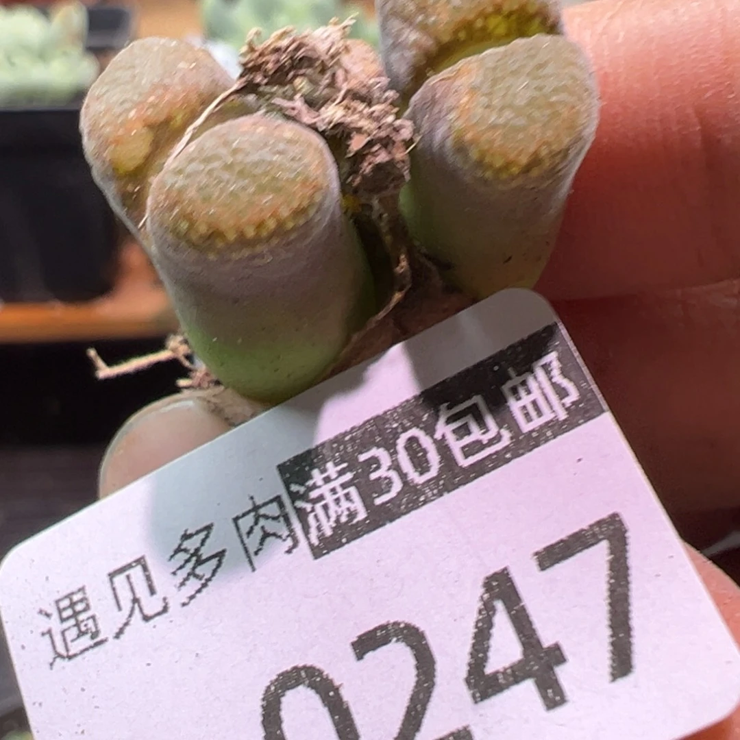 多肉植物111111111111