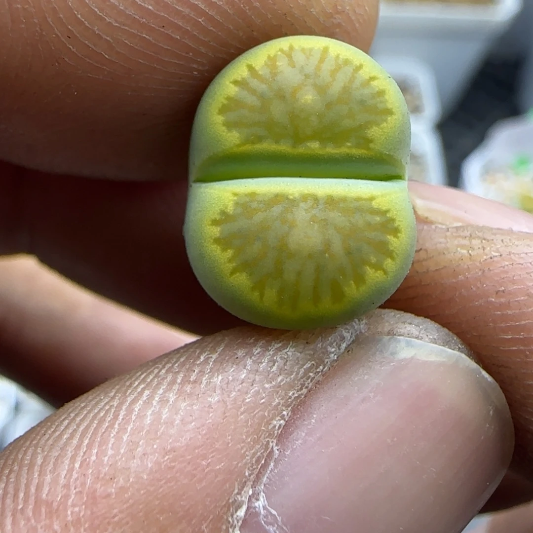 826 生石花大棚直播