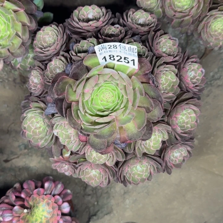 明****o18251莲花座多肉植物