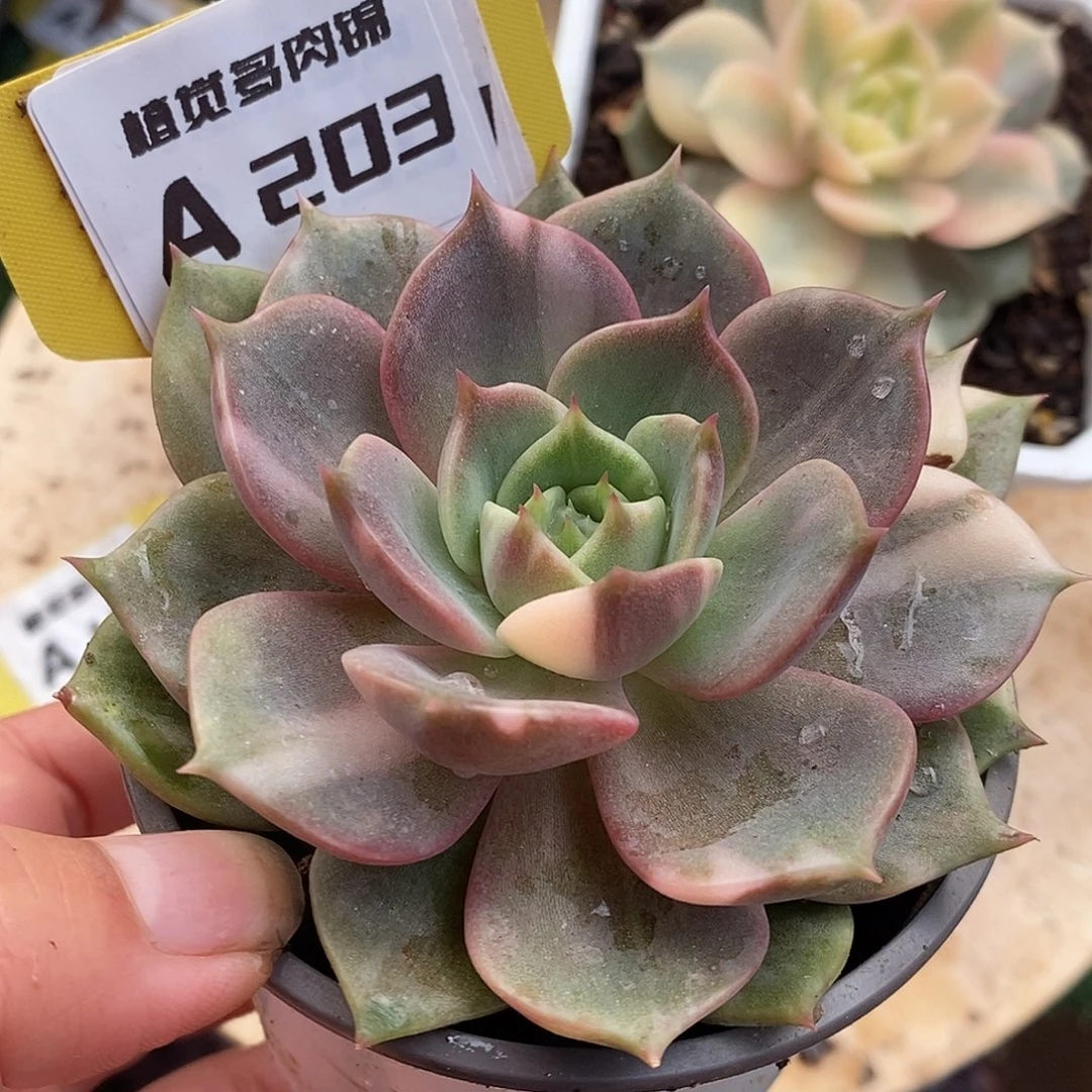 203全拉丝贝加尔湖哈哈