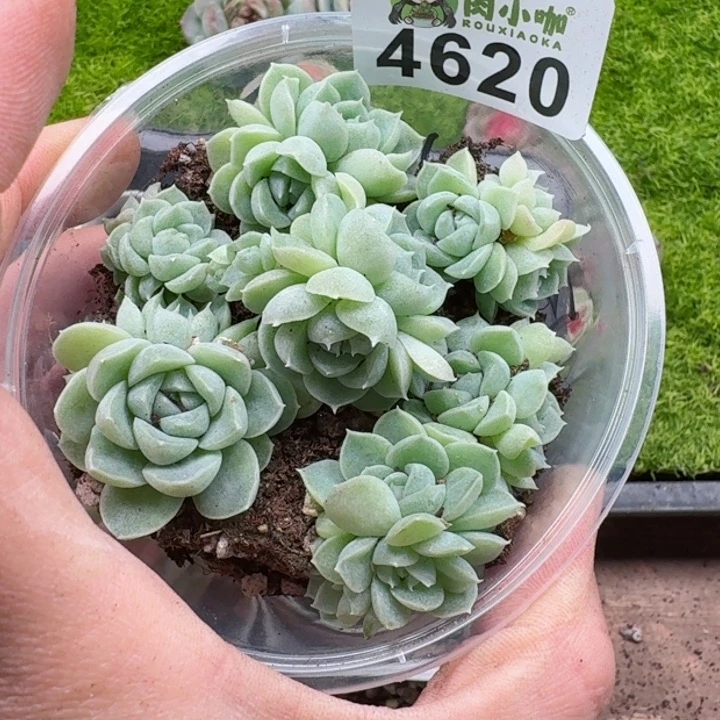 多肉植物多肉植物