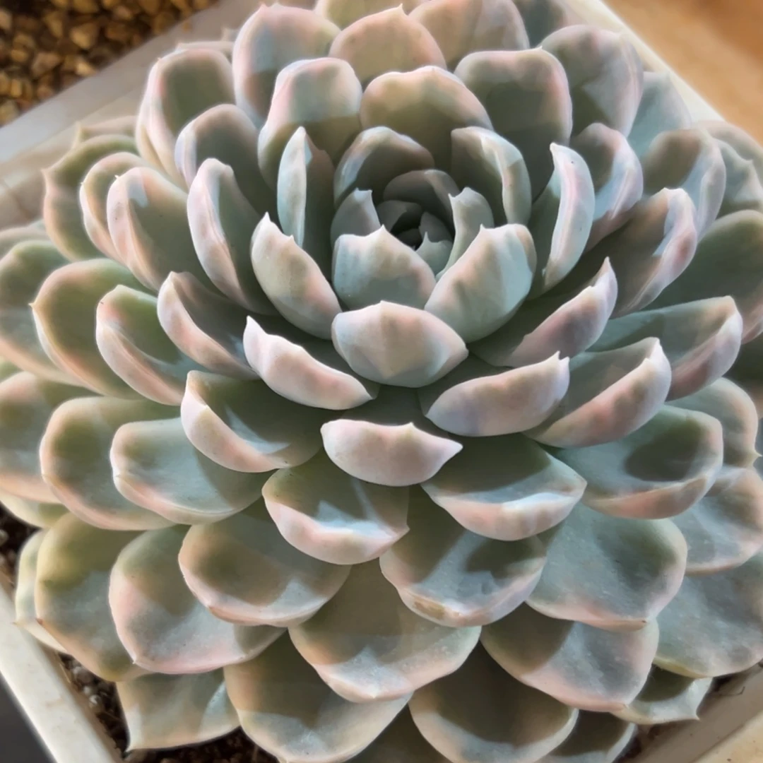 雪球锦，一物一拍。