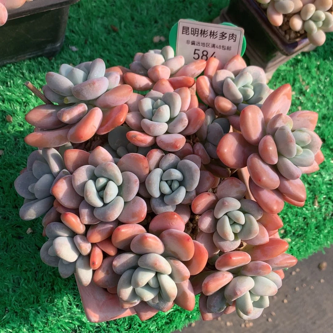 红洛神矮桩平头584