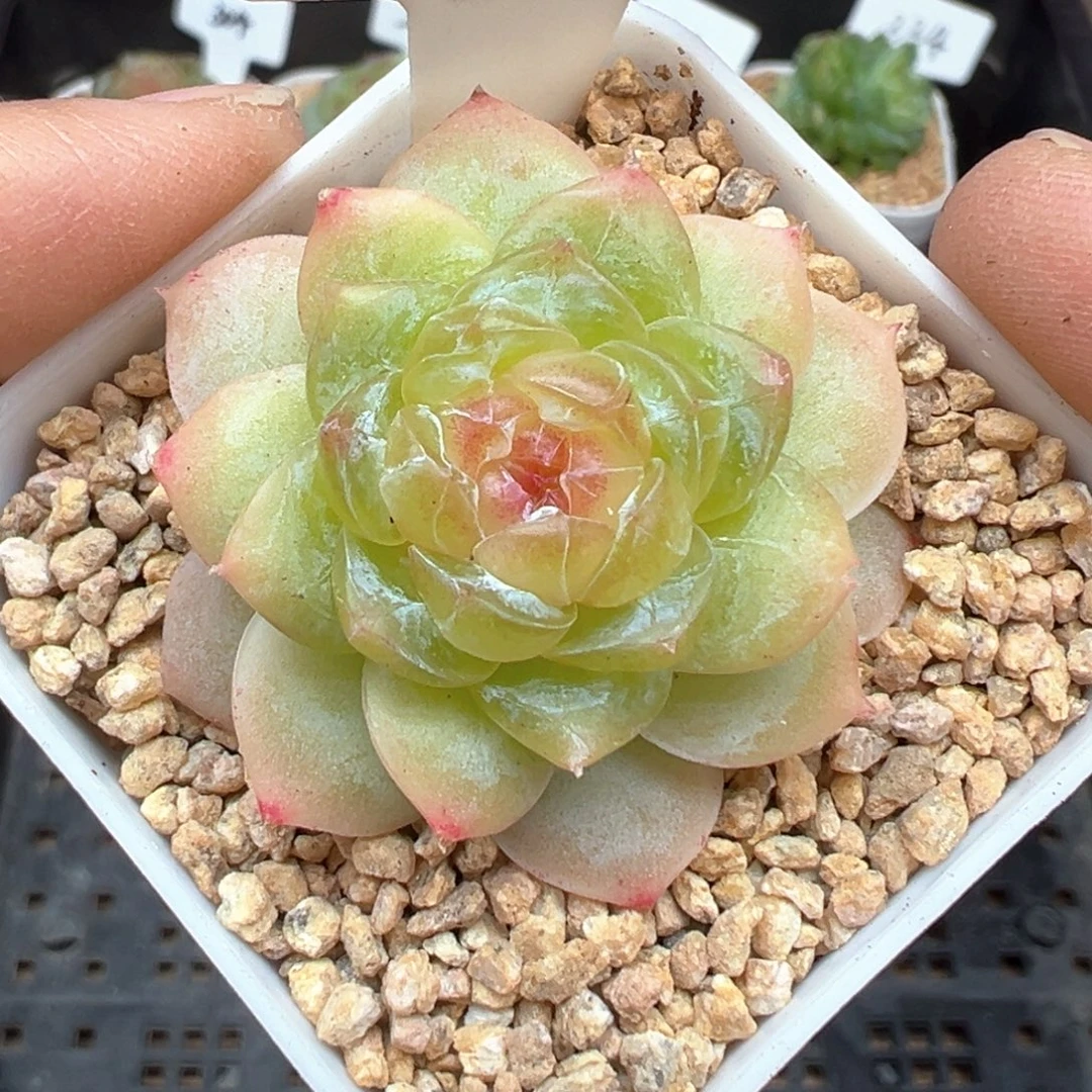 164号玩家货晗雨多肉植物