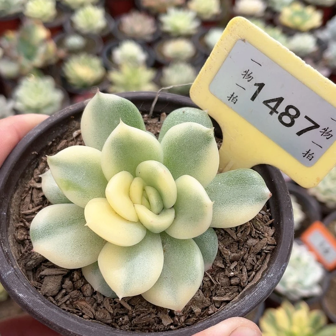 【闪购商品】无花朵蓝1487