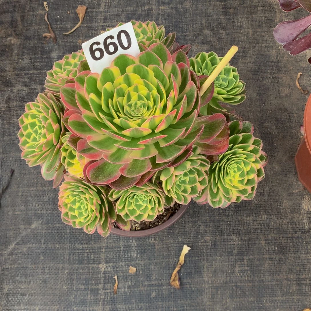 海鲜660法师多肉
