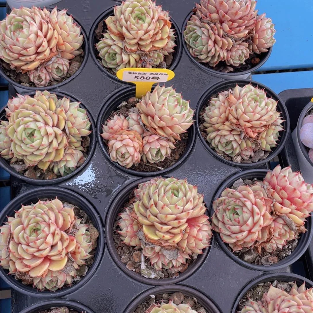 588号黄金苯巴蒂斯群生一个