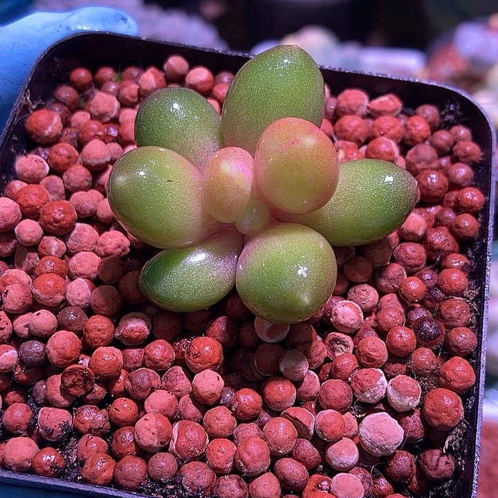 潘朵拉锦多肉植物