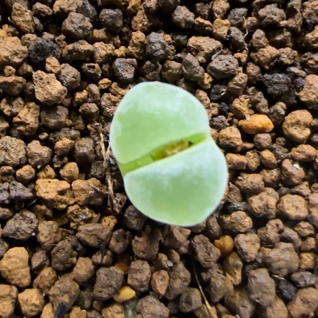 1.3。    y400。    2015