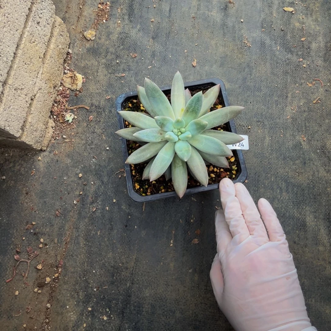 w w w w w w w w w 24