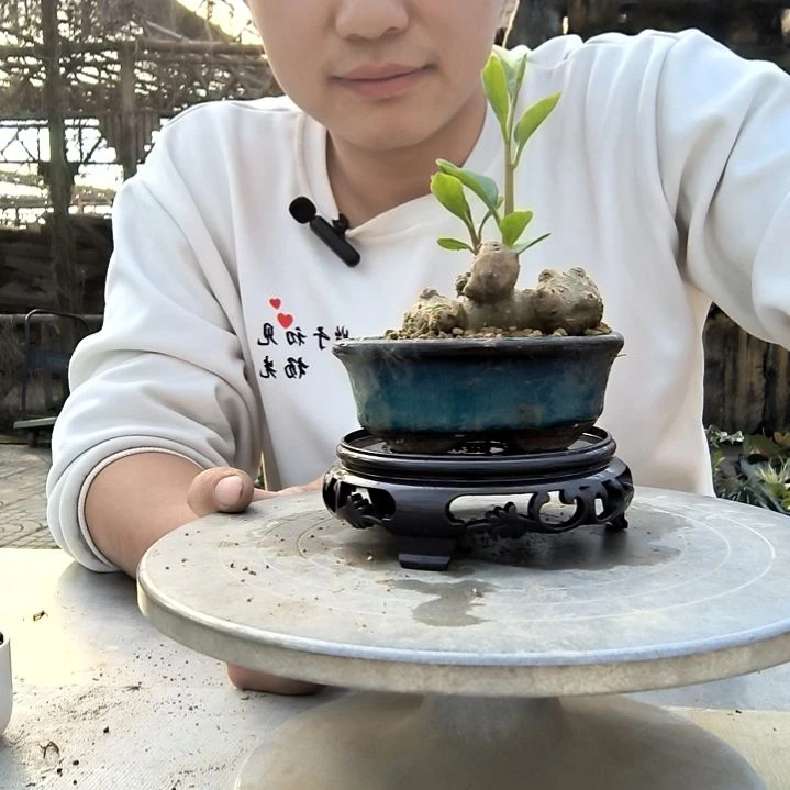 秋****】小盆景小植物一物一拍412