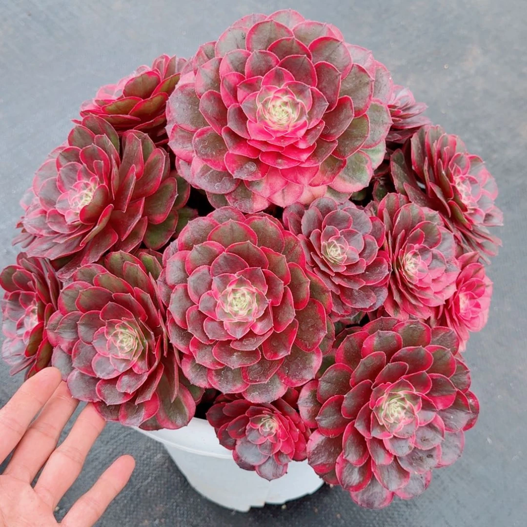 遆***无花朵dndndjdndndnndne