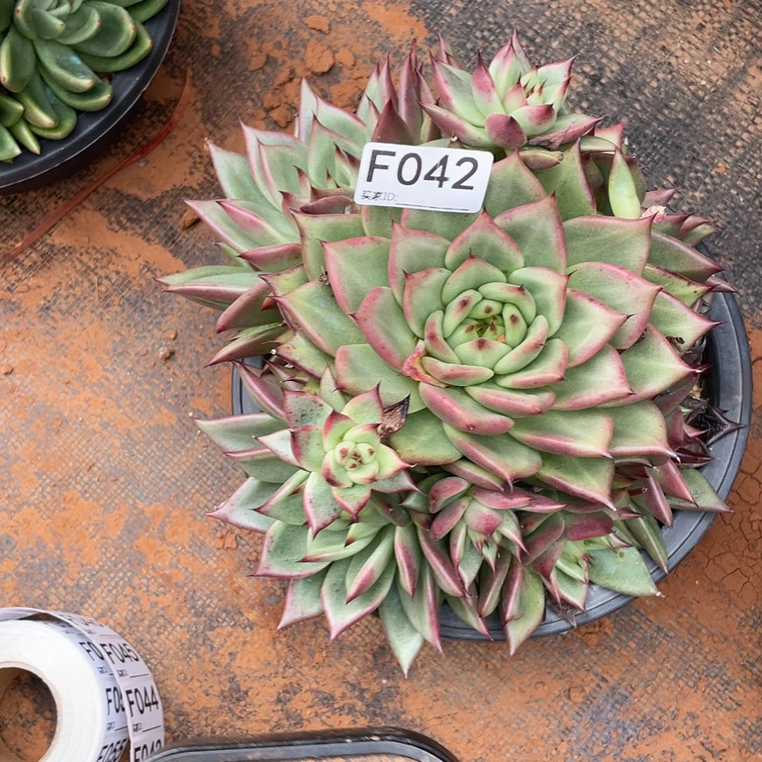 若如东云筐拍F042