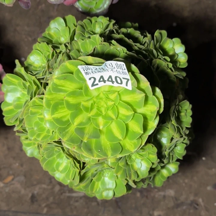 24407琉璃多肉植物