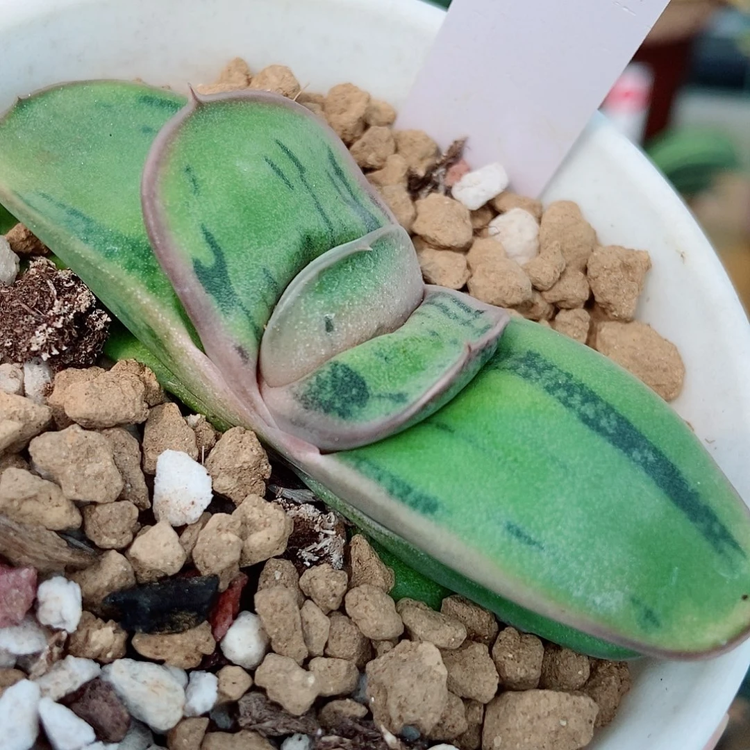 863卧牛实生带盆发货