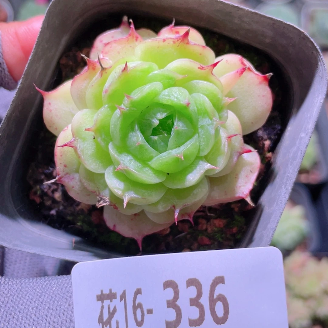 花利美16-336海王