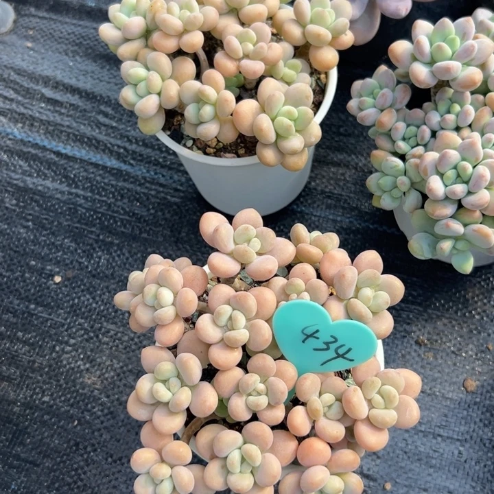 淡***活多肉植物一物一拍
