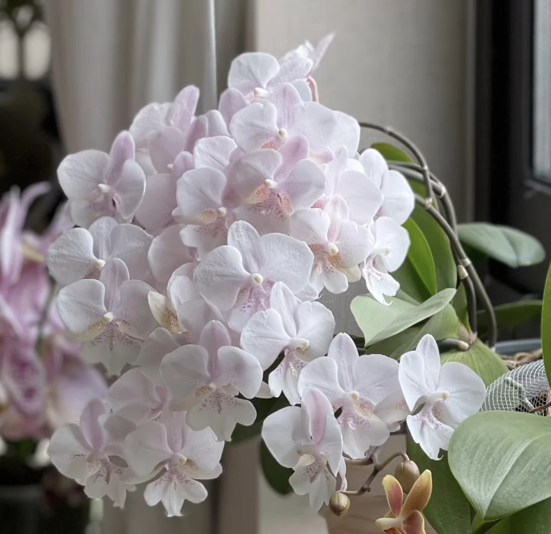 雪花蝴蝶兰盆栽  任意两颗顺丰包邮