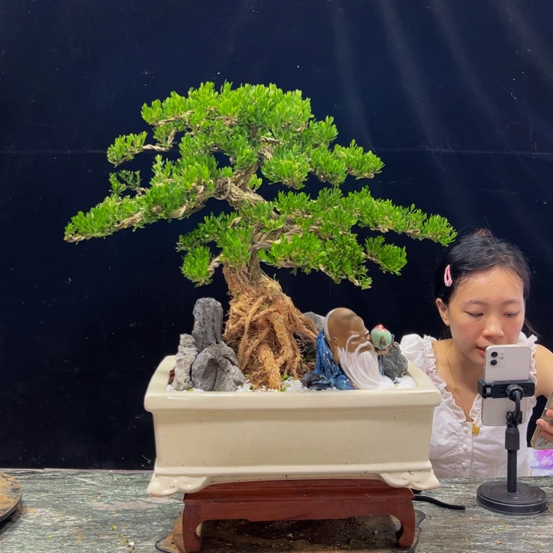 无花朵广东黄杨四季常绿