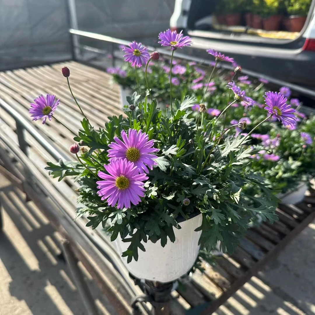大花重瓣姬小菊直立性好耐寒耐热四季开花庭院地载阳台盆栽花苗