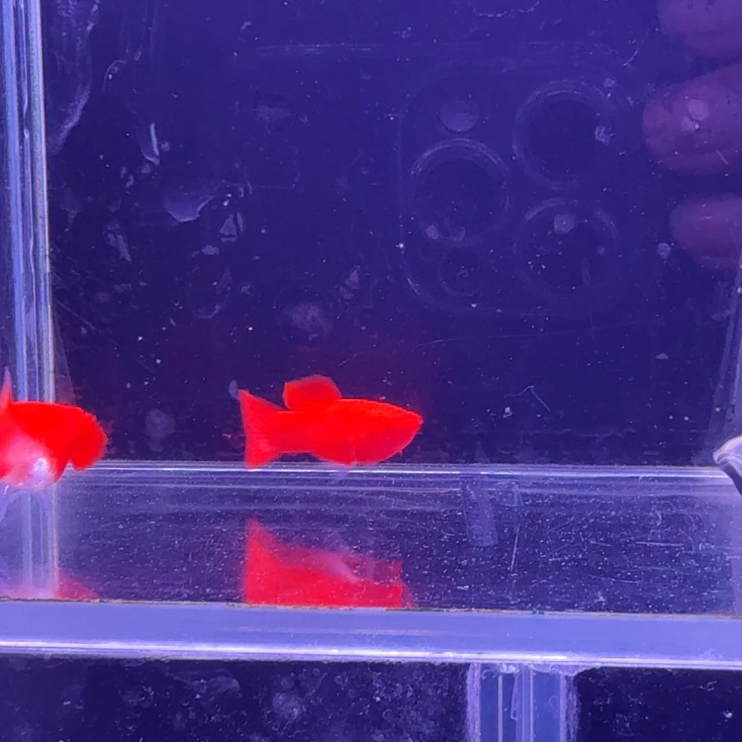 孔雀鱼鸿运当头缎带1对