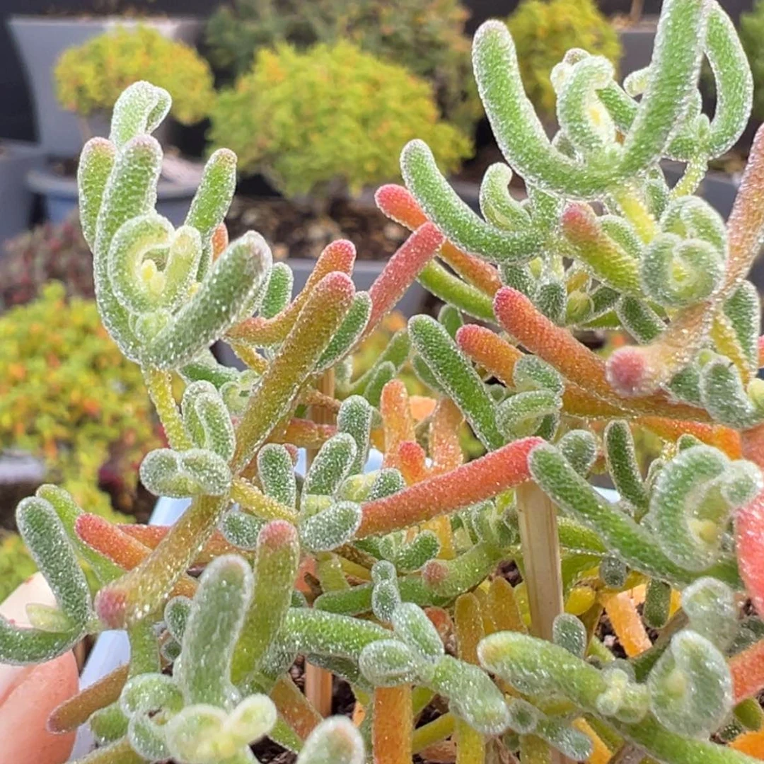 【闪购商品】dy6546冰霜锦冠幅7.5cm