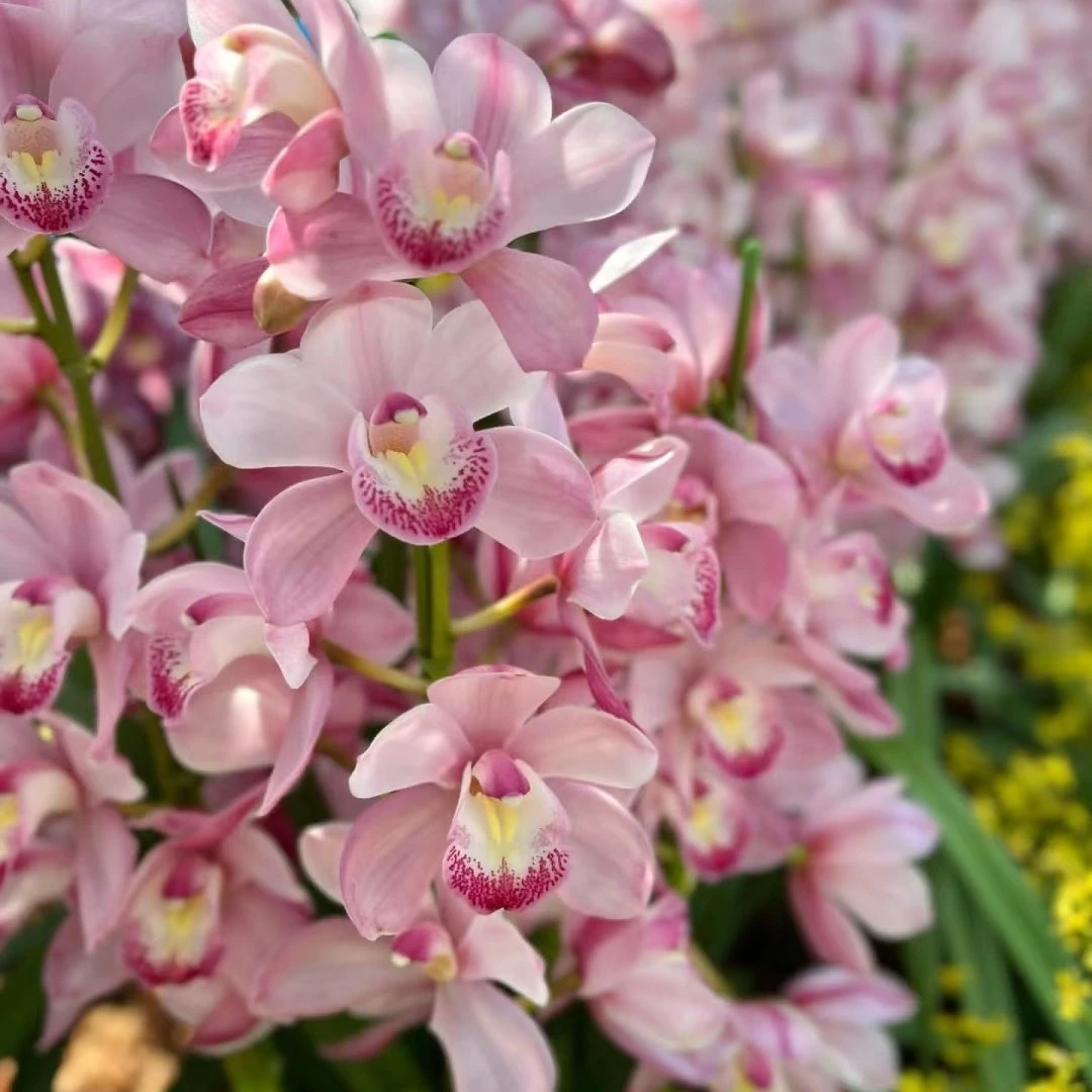 【爱恋】 大花蕙兰年宵花 绿植盆栽花卉室内客厅好养易活带盆发货