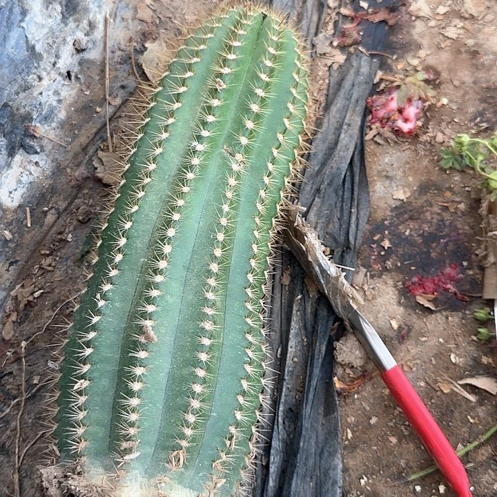 ?****）飞碟70的毛花柱