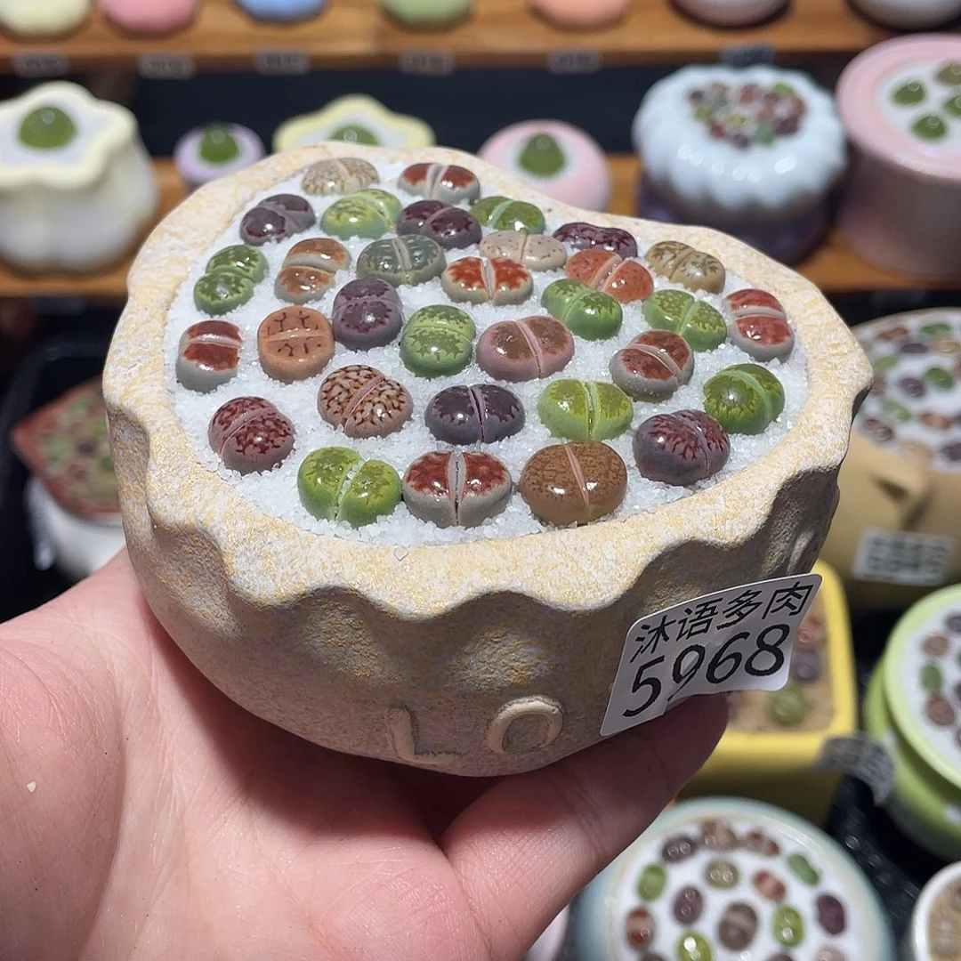 带盆土植物 一物一拍5968