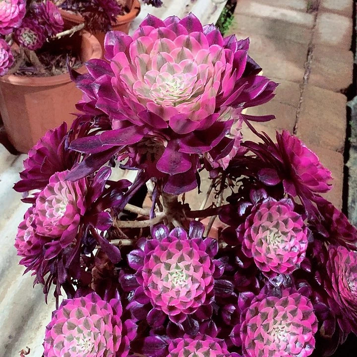 红超白，多肉植物