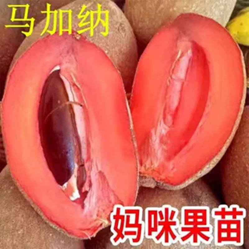 新品种马加纳妈咪果树苗适合南北方种植盆栽庭院种植果苗