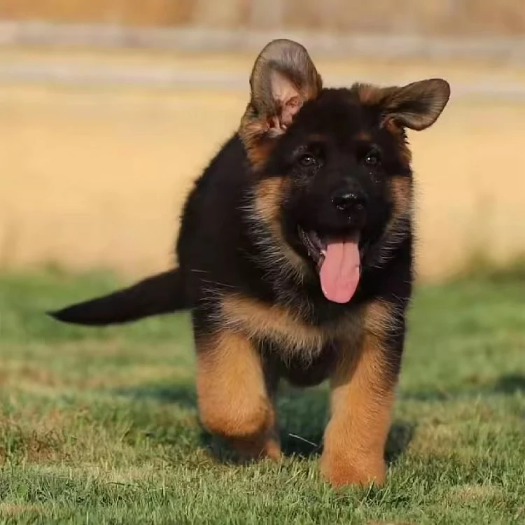 《嘉佑德牧优选》狗狗活体