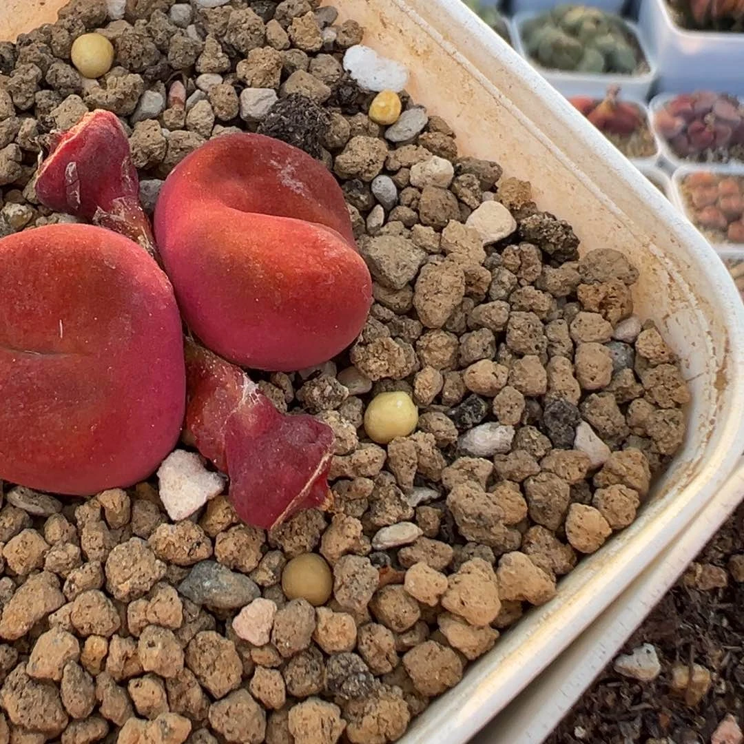 陈**丶180多肉植物百科收种夹发货