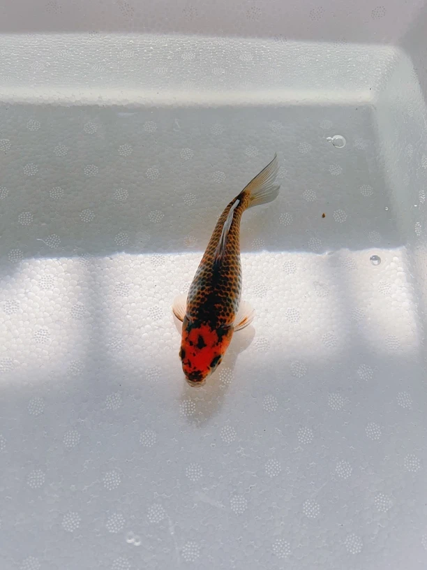 10条短尾草金观赏鱼草金好养活皮实好养