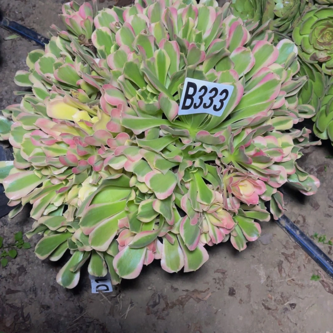 白凤法师14-1包邮