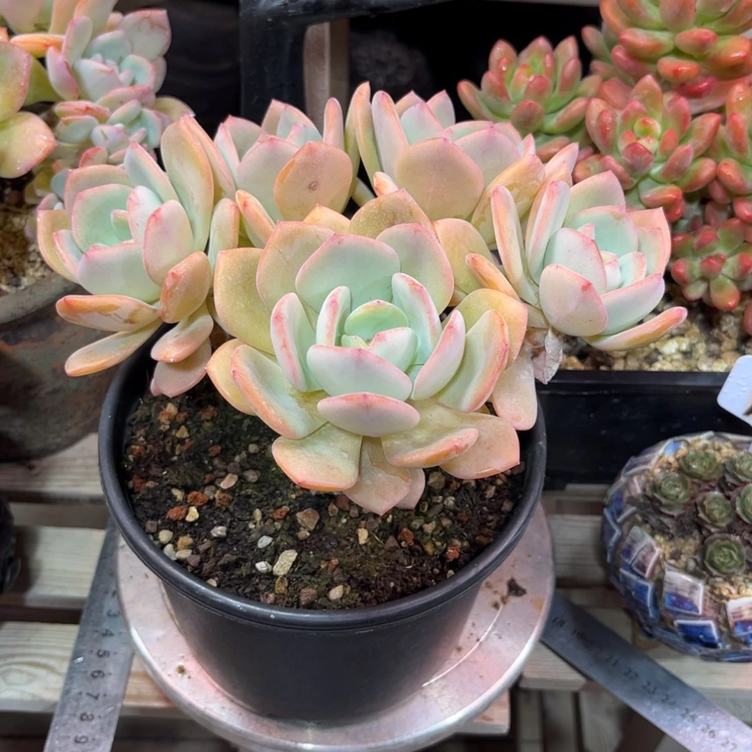 白月光朵朵缀多肉植物fuhenvn