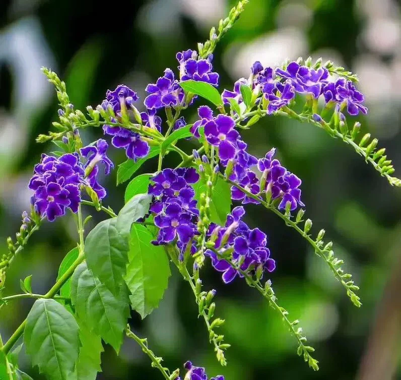 【蕾丝金露】花盆栽花卉带花苞可室内外种植花期长