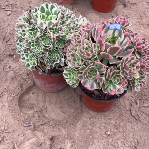 206多肉植物组合，